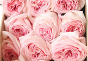 roseonly鮮花怎么保養(yǎng)？roseonly永生花怎么保養(yǎng)？