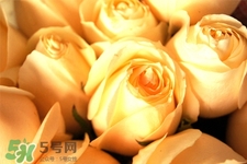 情人節(jié)可以送黃玫瑰嗎？情人節(jié)送黃玫瑰好嗎？