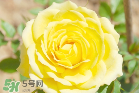 情人節(jié)可以送黃玫瑰嗎？情人節(jié)送黃玫瑰好嗎？