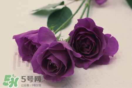 情人節(jié)可以送紫玫瑰嗎？情人節(jié)送紫玫瑰好嗎？