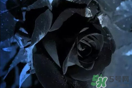 黑玫瑰代表什么意思？黑玫瑰花語的含義
