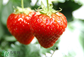 小孩咳嗽可以吃草莓嗎？小孩發(fā)燒可以吃草莓好？