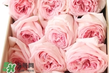 鮮花怎么養(yǎng)？鮮花怎么養(yǎng)放的比較久？