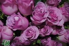 鮮花怎么養(yǎng)？鮮花怎么養(yǎng)放的比較久？