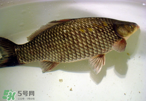 春天釣鯽魚用什么餌料？春天釣鯽魚餌料配方