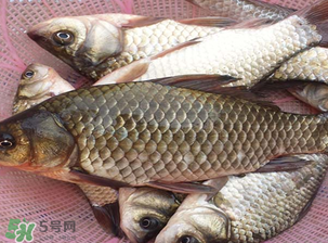 春天釣鯽魚用什么餌料？春天釣鯽魚餌料配方