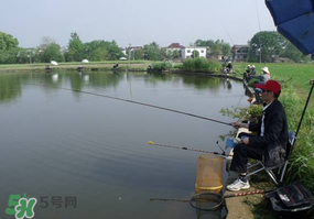 春天釣魚(yú)用什么餌料？春天釣魚(yú)用腥還是香？