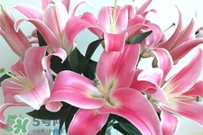 百合花怎么養(yǎng)水里？水養(yǎng)百合花怎么開(kāi)久些？