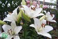 百合花葉子發(fā)黃怎么回事？百合花葉子發(fā)黃怎么辦？
