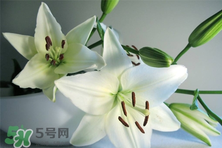 百合花葉子發(fā)黃怎么回事？百合花葉子發(fā)黃怎么辦？