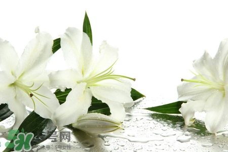 百合花葉子發(fā)黃怎么回事？百合花葉子發(fā)黃怎么辦？