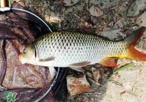 春天釣鯉魚(yú)用什么餌料？春天釣鯉魚(yú)餌料配方