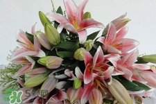 養(yǎng)百合花用什么水？養(yǎng)百合花水里放什么？