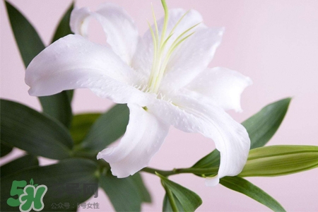 百合花多久澆一次水？百合花多長時間澆水？