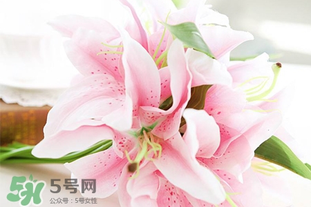 百合要曬太陽(yáng)嗎？水養(yǎng)百合要曬太陽(yáng)嗎？