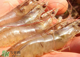 凍蝦發(fā)黑能吃嗎？變黑的凍蝦還能吃嗎？