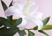 百合花葉子發(fā)黃怎么回事？百合花葉子發(fā)黃怎么辦？