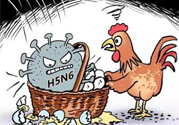 h7n9禽流感怎么預(yù)防？預(yù)防h7n9禽流感知識(shí)