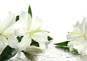 百合花怎么養(yǎng)水里？水養(yǎng)百合花怎么開久些？