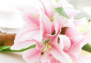養(yǎng)百合花用什么水？養(yǎng)百合花水里放什么？