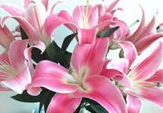 百合花多久澆一次水？百合花多長時間澆水？