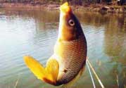 春天釣鯉魚用什么餌料？春天釣鯉魚餌料配方