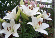 百合花怎么養(yǎng)？百合花在家怎么養(yǎng)？