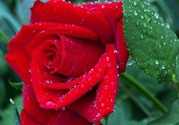 玫瑰花可以放多久？玫瑰花可以放幾天？