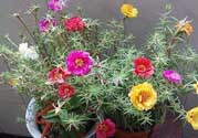 春天家里適合種什么花？春天適合種植什么花？