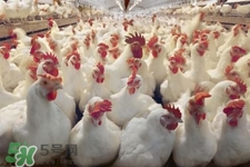 h7n9禽流感可以治愈嗎？禽流感能治好嗎？