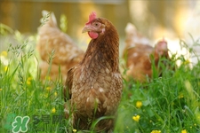 h7n9禽流感可以治愈嗎？禽流感能治好嗎？