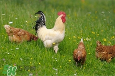 h7n9禽流感可以治愈嗎？禽流感能治好嗎？