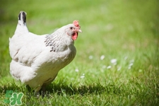 h7n9禽流感可以治愈嗎？禽流感能治好嗎？