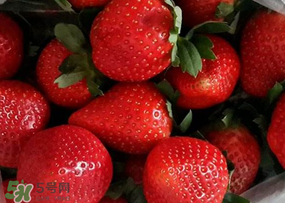 奶油草莓多少錢(qián)一斤？奶油草莓價(jià)格