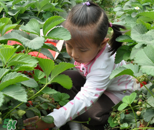 三亞哪里可以摘草莓？三亞摘草莓在哪里？