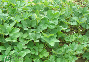 草莓苗幾月份種植？幾月份可以種草莓？