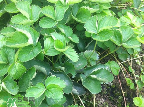 草莓苗幾月份種植？幾月份可以種草莓？