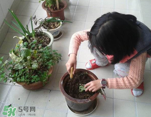 春天家里適合種什么花？春天適合種植什么花？