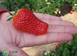 怎么辨別有機(jī)草莓？有機(jī)草莓和普通草莓的區(qū)別 