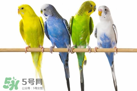 禽流感可以養(yǎng)鸚鵡嗎？禽流感期間能養(yǎng)鸚鵡嗎？