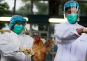 h7n9禽流感可以治愈嗎？禽流感能治好嗎？