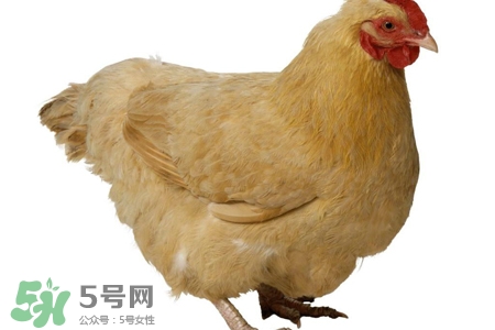 禽流感有哪些癥狀？人得禽流感什么癥狀？