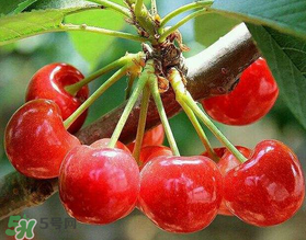 美早和大紅燈哪個(gè)好吃？美早和大紅燈的區(qū)別
