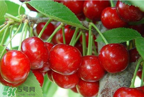 美早和黑珍珠哪個好吃？美早和黑珍珠的區(qū)別