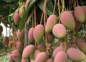 青芒果切開沒熟怎么辦？芒果沒熟切開了怎么辦？