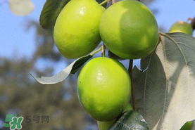 青棗與牛奶棗是轉(zhuǎn)基因水果嗎？青棗和牛奶棗的區(qū)別