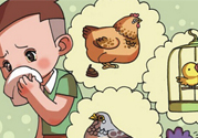 如何區(qū)分感冒和禽流感？禽流感和感冒的區(qū)別