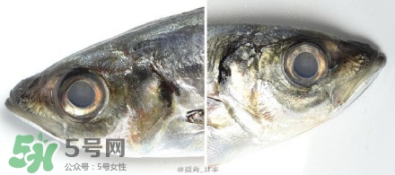 怎么自制死魚眼眼鏡？死魚眼眼鏡哪里買？