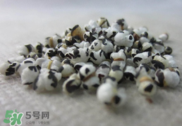 穿山甲下奶怎么吃？穿山甲下奶效果好嗎？