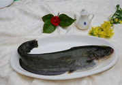 清江魚熱量高嗎？吃清江魚會胖嗎？